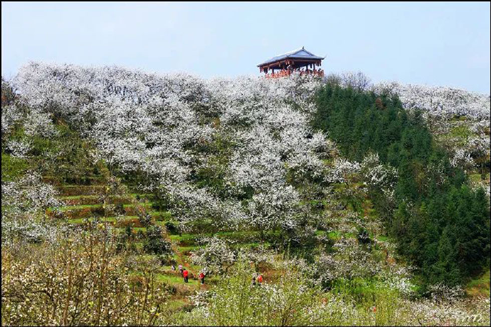 【春天，广西桂林灌阳县向您发出邀请！】我们在灌阳看梨花 - 游山玩水 - 呼和浩特生活社区 - 呼和浩特28生活网 hu.28life.net