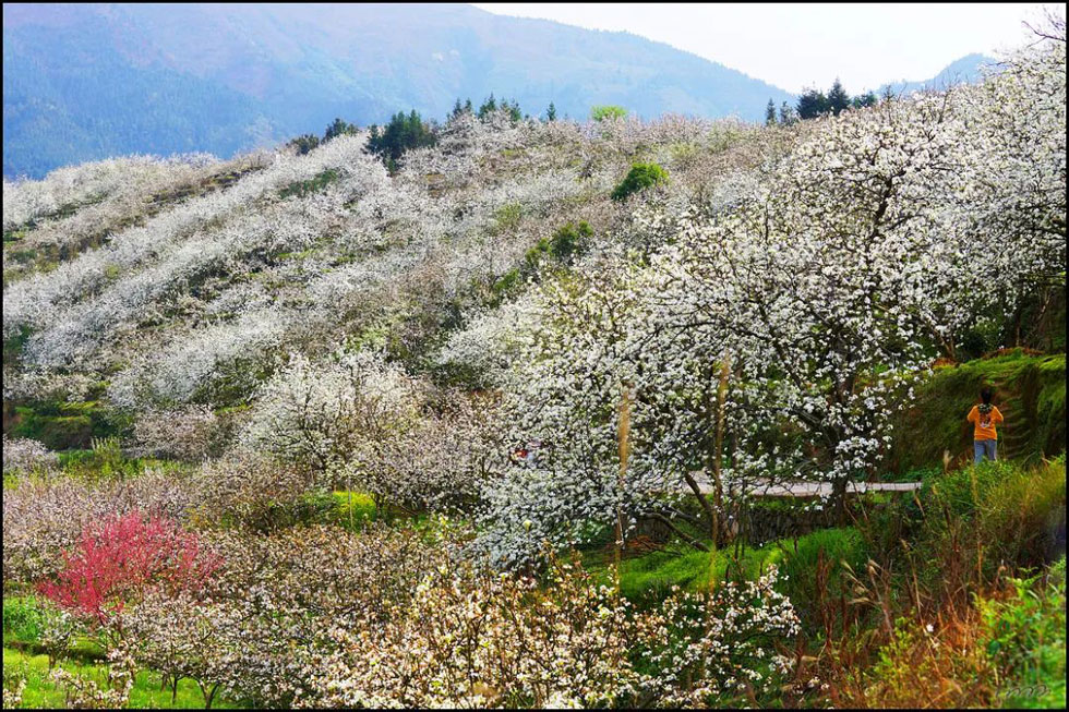 【春天，广西桂林灌阳县向您发出邀请！】我们在灌阳看梨花 - 游山玩水 - 呼和浩特生活社区 - 呼和浩特28生活网 hu.28life.net