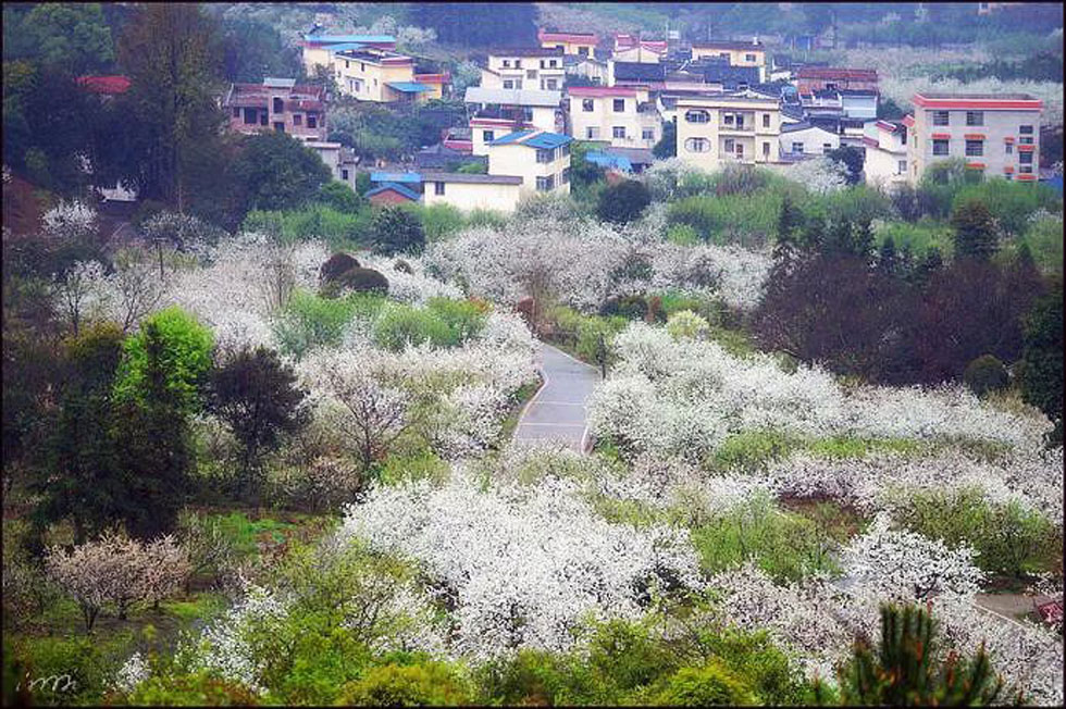 【春天，广西桂林灌阳县向您发出邀请！】我们在灌阳看梨花 - 游山玩水 - 呼和浩特生活社区 - 呼和浩特28生活网 hu.28life.net