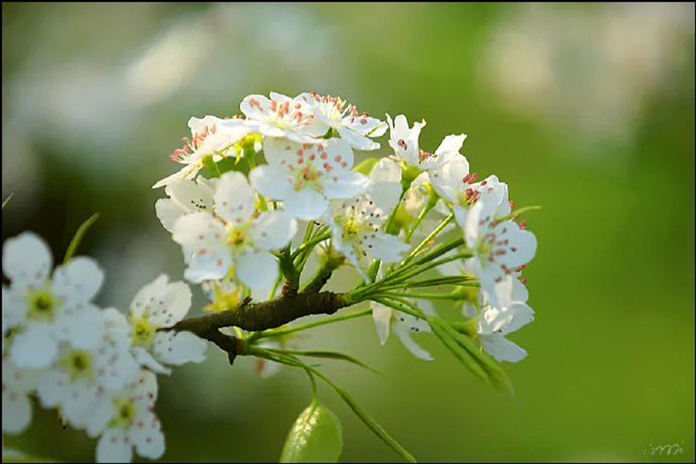 【春天，广西桂林灌阳县向您发出邀请！】我们在灌阳看梨花 - 游山玩水 - 呼和浩特生活社区 - 呼和浩特28生活网 hu.28life.net
