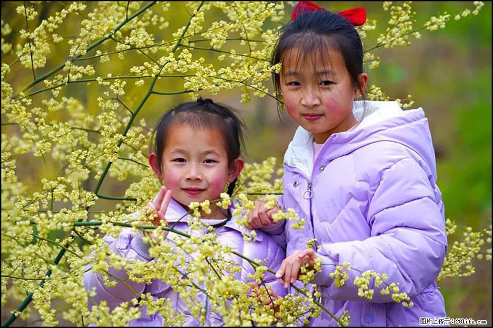 【春天，广西桂林灌阳县向您发出邀请！】米珠山前有片山苍子花在飘香 - 游山玩水 - 呼和浩特生活社区 - 呼和浩特28生活网 hu.28life.net
