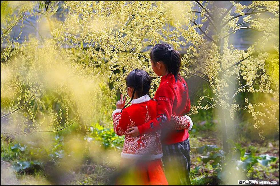 【春天，广西桂林灌阳县向您发出邀请！】米珠山前有片山苍子花在飘香 - 游山玩水 - 呼和浩特生活社区 - 呼和浩特28生活网 hu.28life.net
