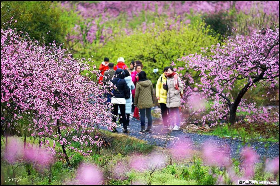 【春天，广西桂林灌阳县向您发出邀请！】官庄村有个醉美的桃花园 - 游山玩水 - 呼和浩特生活社区 - 呼和浩特28生活网 hu.28life.net