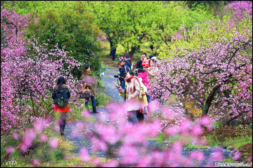 【春天，广西桂林灌阳县向您发出邀请！】官庄村有个醉美的桃花园 - 游山玩水 - 呼和浩特生活社区 - 呼和浩特28生活网 hu.28life.net