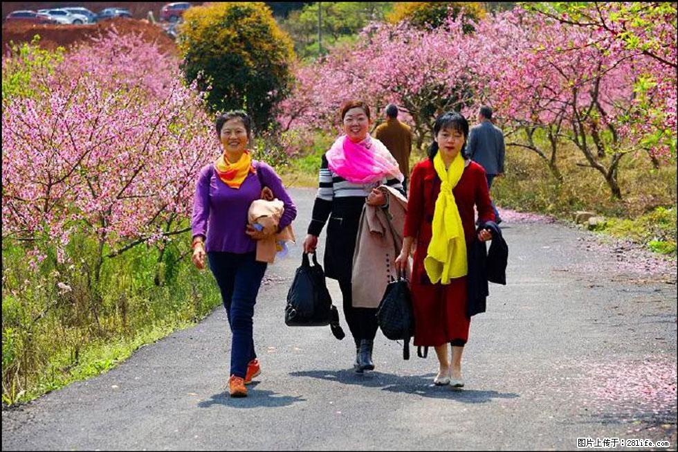 【春天，广西桂林灌阳县向您发出邀请！】官庄村有个醉美的桃花园 - 游山玩水 - 呼和浩特生活社区 - 呼和浩特28生活网 hu.28life.net