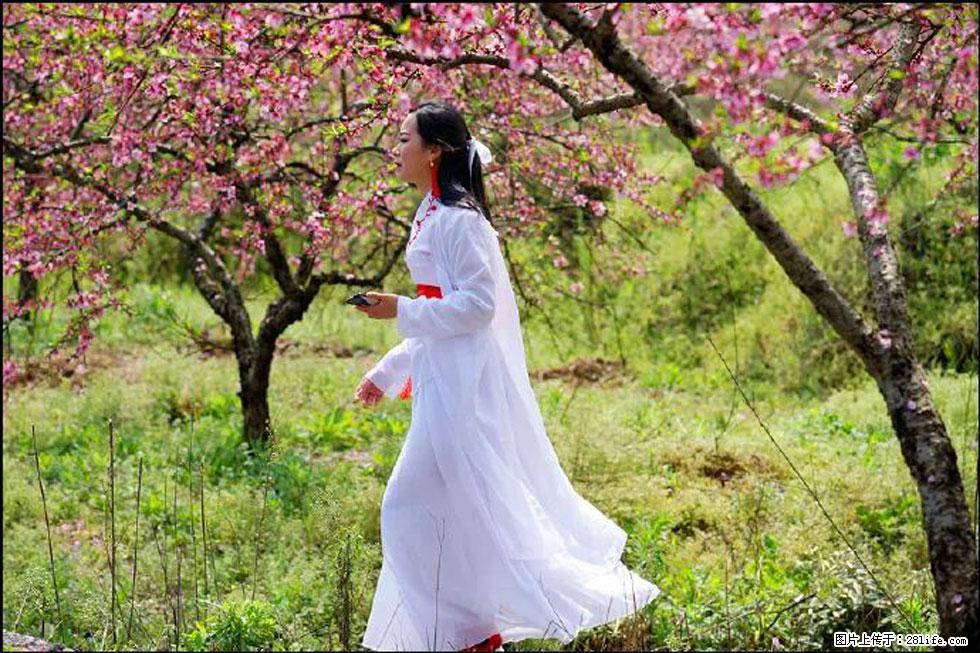 【春天，广西桂林灌阳县向您发出邀请！】官庄村有个醉美的桃花园 - 游山玩水 - 呼和浩特生活社区 - 呼和浩特28生活网 hu.28life.net