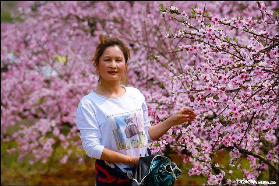 【春天，广西桂林灌阳县向您发出邀请！】官庄村有个醉美的桃花园 - 游山玩水 - 呼和浩特生活社区 - 呼和浩特28生活网 hu.28life.net