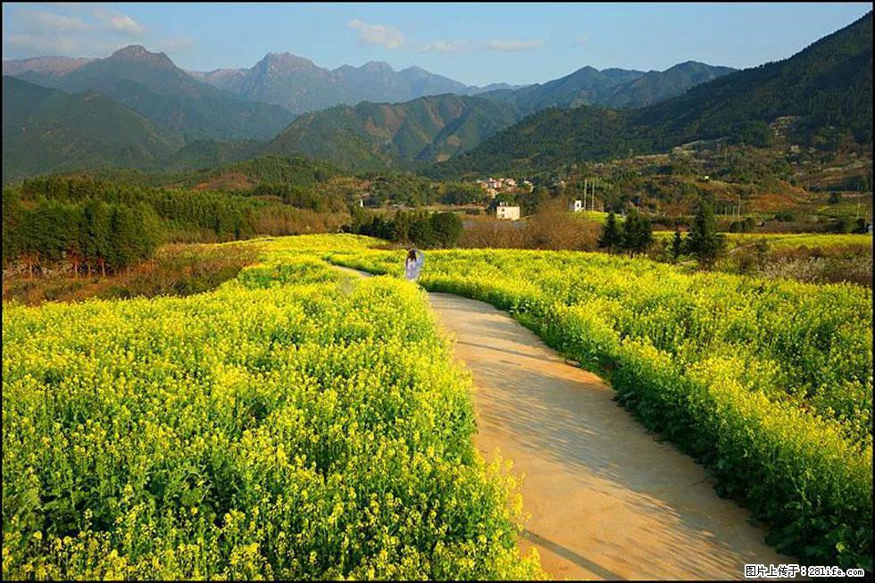 【春天，广西桂林灌阳县向您发出邀请！】长坪村油菜盛情花开 - 游山玩水 - 呼和浩特生活社区 - 呼和浩特28生活网 hu.28life.net