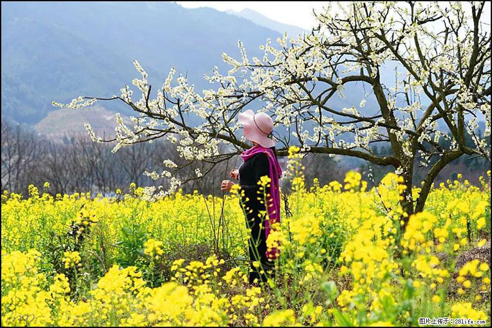 【春天，广西桂林灌阳县向您发出邀请！】长坪村油菜盛情花开 - 游山玩水 - 呼和浩特生活社区 - 呼和浩特28生活网 hu.28life.net