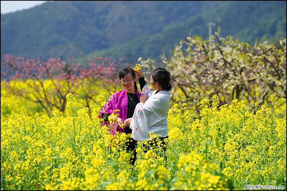 【春天，广西桂林灌阳县向您发出邀请！】长坪村油菜盛情花开 - 游山玩水 - 呼和浩特生活社区 - 呼和浩特28生活网 hu.28life.net