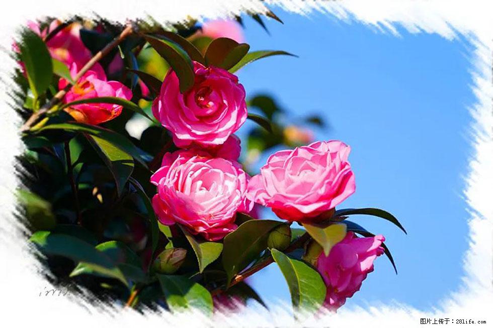【春天，广西桂林灌阳县向您发出邀请！】杨柳井茶花惹人爱 - 游山玩水 - 呼和浩特生活社区 - 呼和浩特28生活网 hu.28life.net