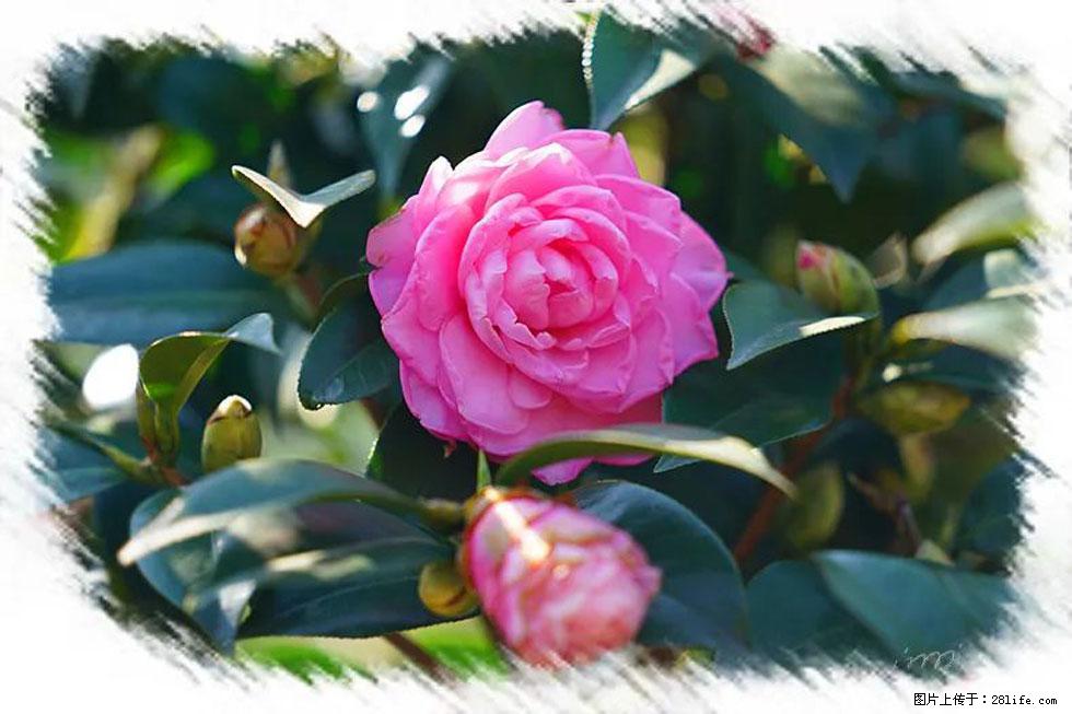 【春天，广西桂林灌阳县向您发出邀请！】杨柳井茶花惹人爱 - 游山玩水 - 呼和浩特生活社区 - 呼和浩特28生活网 hu.28life.net