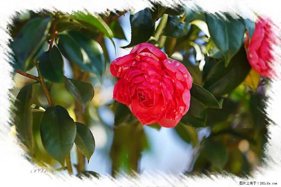【春天，广西桂林灌阳县向您发出邀请！】杨柳井茶花惹人爱 - 游山玩水 - 呼和浩特生活社区 - 呼和浩特28生活网 hu.28life.net