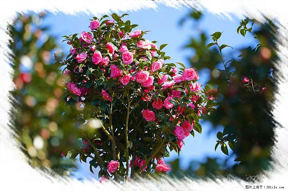 【春天，广西桂林灌阳县向您发出邀请！】杨柳井茶花惹人爱 - 游山玩水 - 呼和浩特生活社区 - 呼和浩特28生活网 hu.28life.net