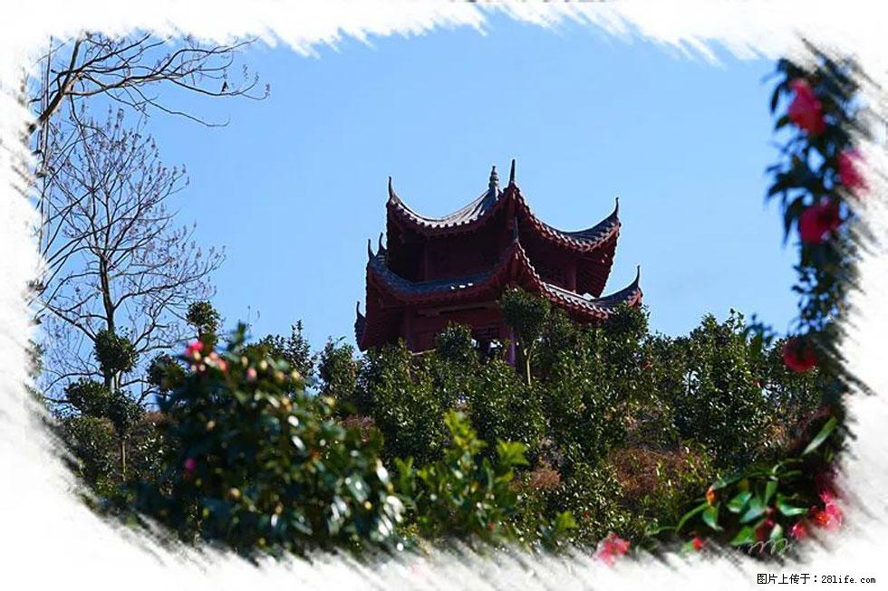 【春天，广西桂林灌阳县向您发出邀请！】杨柳井茶花惹人爱 - 游山玩水 - 呼和浩特生活社区 - 呼和浩特28生活网 hu.28life.net