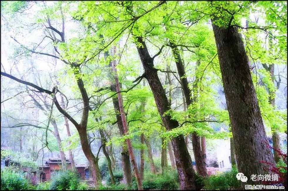 【春天，广西桂林灌阳县向您发出邀请！】在小龙村与春天约会 - 游山玩水 - 呼和浩特生活社区 - 呼和浩特28生活网 hu.28life.net