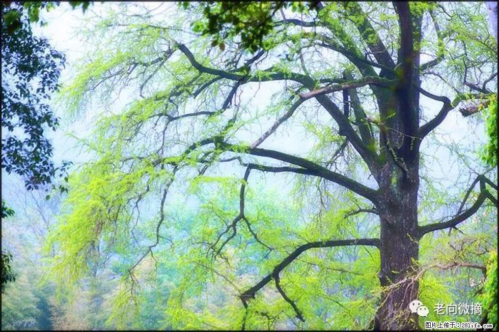 【春天，广西桂林灌阳县向您发出邀请！】在小龙村与春天约会 - 游山玩水 - 呼和浩特生活社区 - 呼和浩特28生活网 hu.28life.net