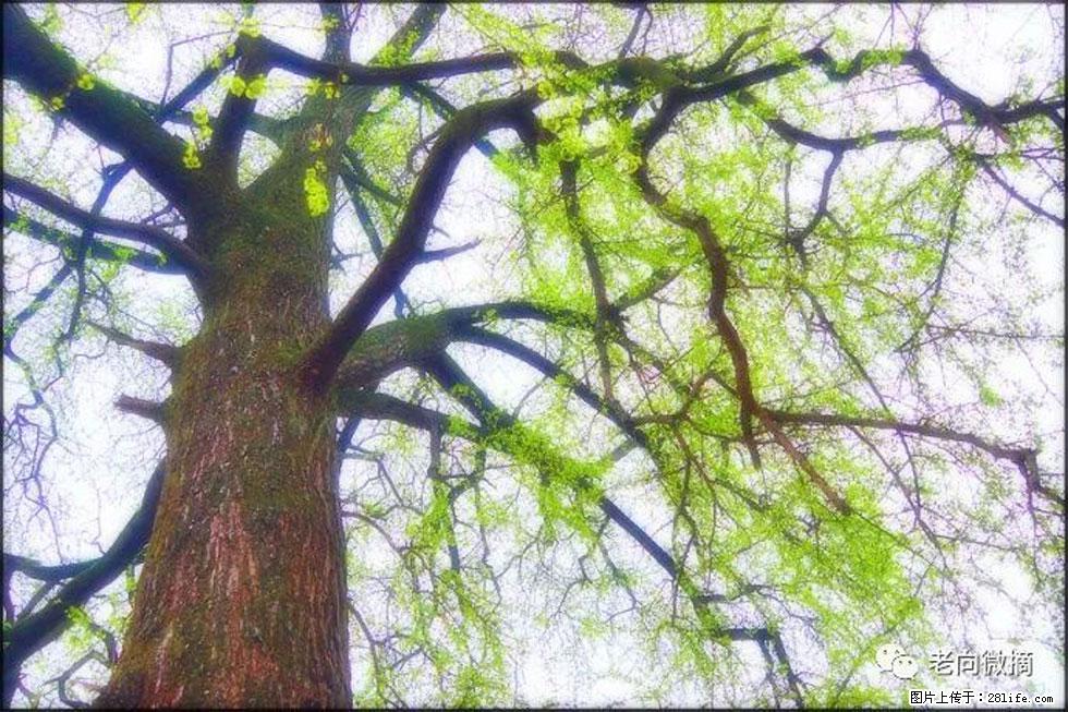 【春天，广西桂林灌阳县向您发出邀请！】在小龙村与春天约会 - 游山玩水 - 呼和浩特生活社区 - 呼和浩特28生活网 hu.28life.net