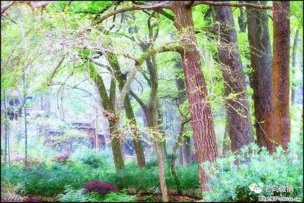 【春天，广西桂林灌阳县向您发出邀请！】在小龙村与春天约会 - 游山玩水 - 呼和浩特生活社区 - 呼和浩特28生活网 hu.28life.net