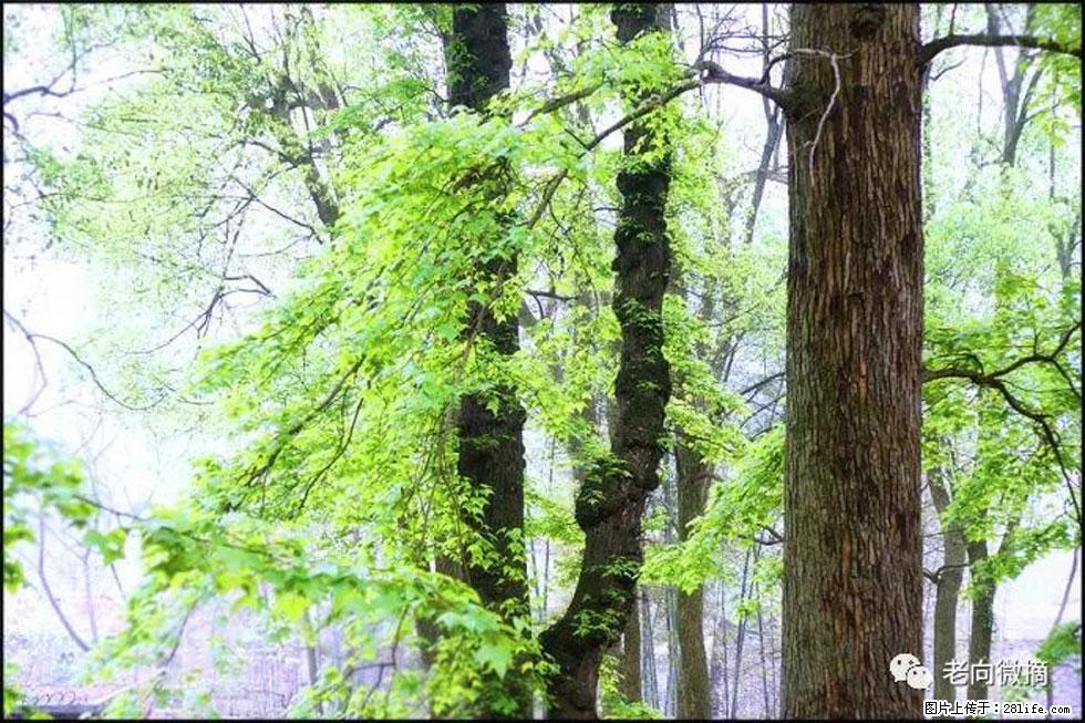 【春天，广西桂林灌阳县向您发出邀请！】在小龙村与春天约会 - 游山玩水 - 呼和浩特生活社区 - 呼和浩特28生活网 hu.28life.net