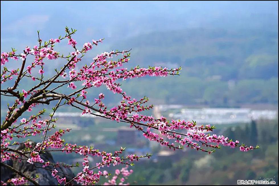 【春天，广西桂林灌阳县向您发出邀请！】望月岭上桃花开 - 游山玩水 - 呼和浩特生活社区 - 呼和浩特28生活网 hu.28life.net