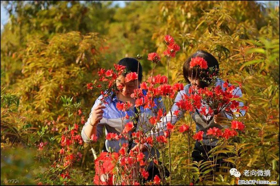 【春天，广西桂林灌阳县向您发出邀请！】登麒麟山，相约映山红 - 游山玩水 - 呼和浩特生活社区 - 呼和浩特28生活网 hu.28life.net