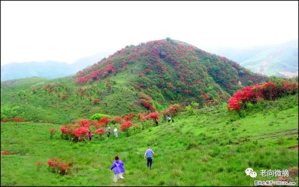 【春天，广西桂林灌阳县向您发出邀请！】宝盖山上映山红 - 游山玩水 - 呼和浩特生活社区 - 呼和浩特28生活网 hu.28life.net