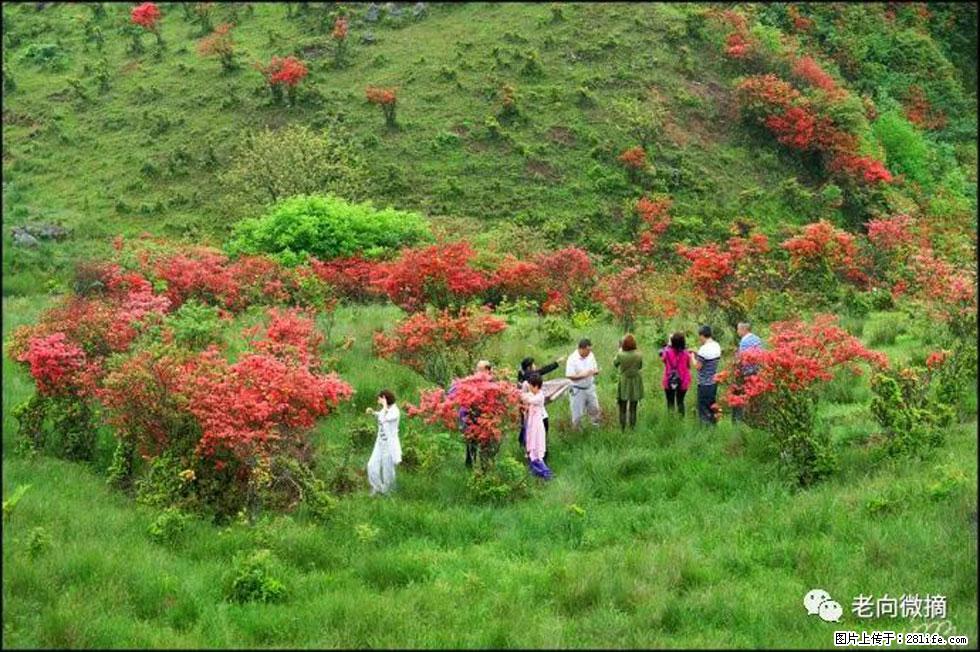 【春天，广西桂林灌阳县向您发出邀请！】宝盖山上映山红 - 游山玩水 - 呼和浩特生活社区 - 呼和浩特28生活网 hu.28life.net