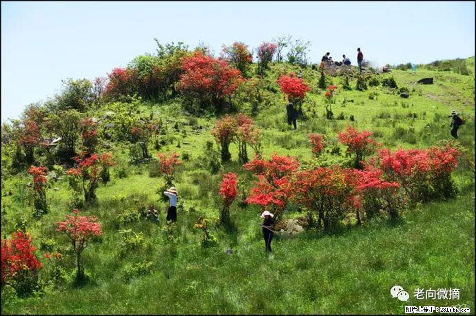 【春天，广西桂林灌阳县向您发出邀请！】宝盖山上映山红 - 游山玩水 - 呼和浩特生活社区 - 呼和浩特28生活网 hu.28life.net