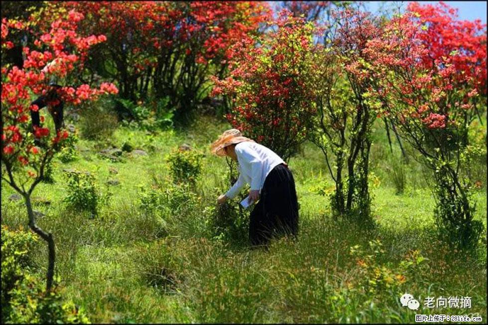 【春天，广西桂林灌阳县向您发出邀请！】宝盖山上映山红 - 游山玩水 - 呼和浩特生活社区 - 呼和浩特28生活网 hu.28life.net