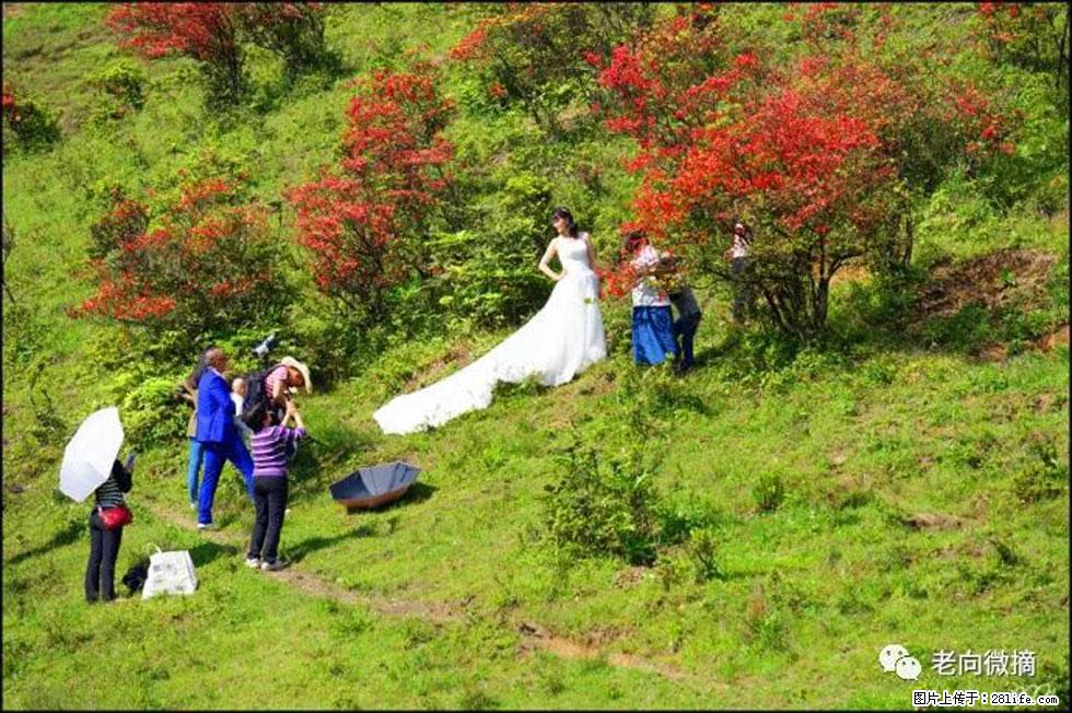 【春天，广西桂林灌阳县向您发出邀请！】宝盖山上映山红 - 游山玩水 - 呼和浩特生活社区 - 呼和浩特28生活网 hu.28life.net