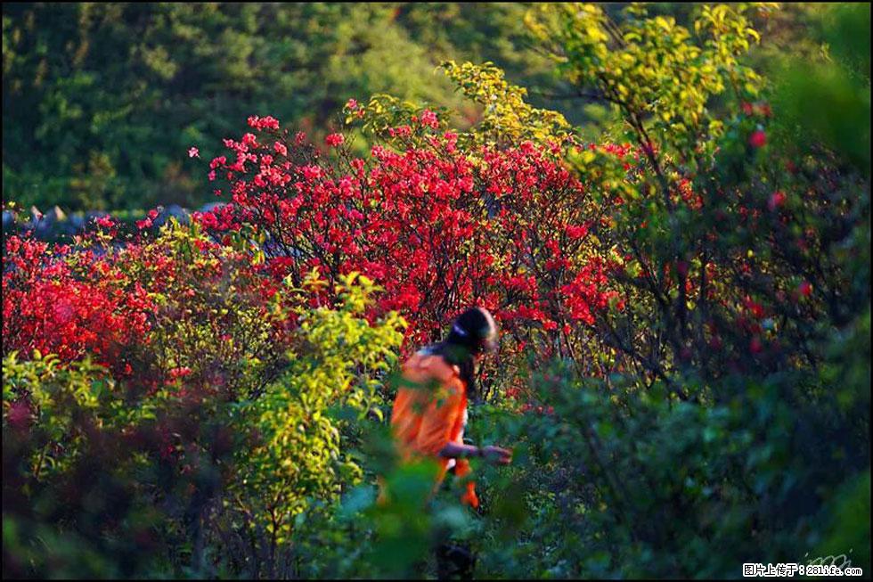 【春天，广西桂林灌阳县向您发出邀请！】春木界上映山红 - 游山玩水 - 呼和浩特生活社区 - 呼和浩特28生活网 hu.28life.net