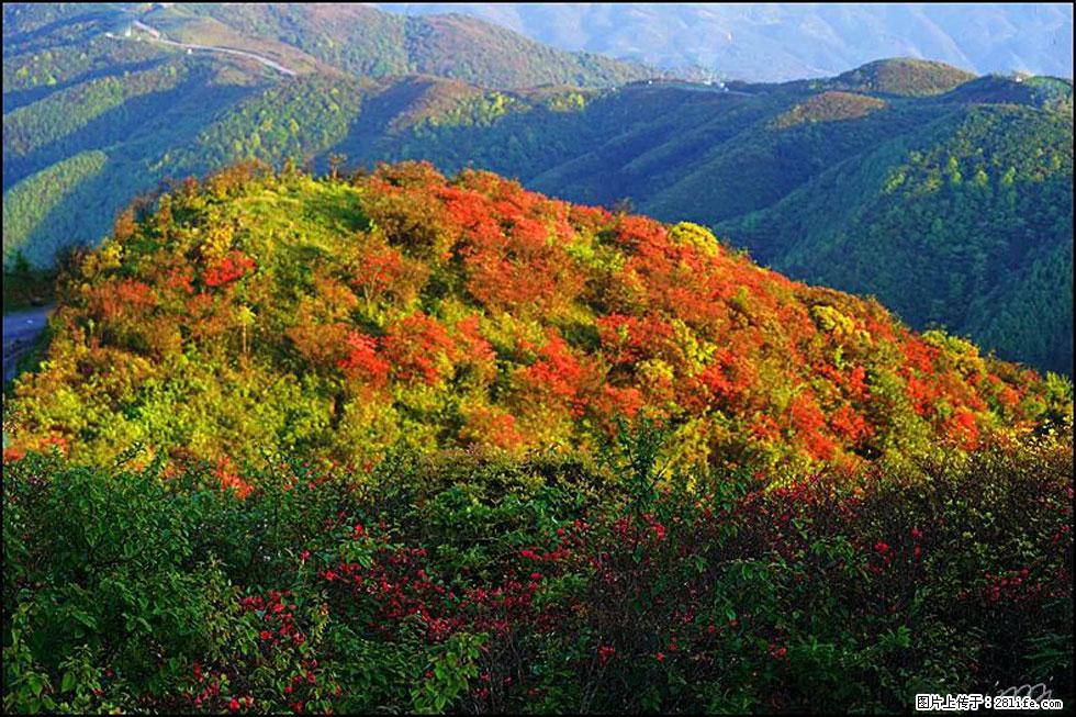 【春天，广西桂林灌阳县向您发出邀请！】春木界上映山红 - 游山玩水 - 呼和浩特生活社区 - 呼和浩特28生活网 hu.28life.net