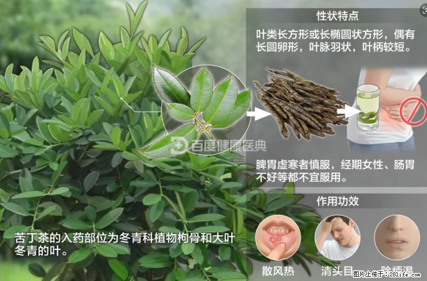 苦丁茶有哪些功效和作用 - 生活百科 - 呼和浩特生活社区 - 呼和浩特28生活网 hu.28life.net