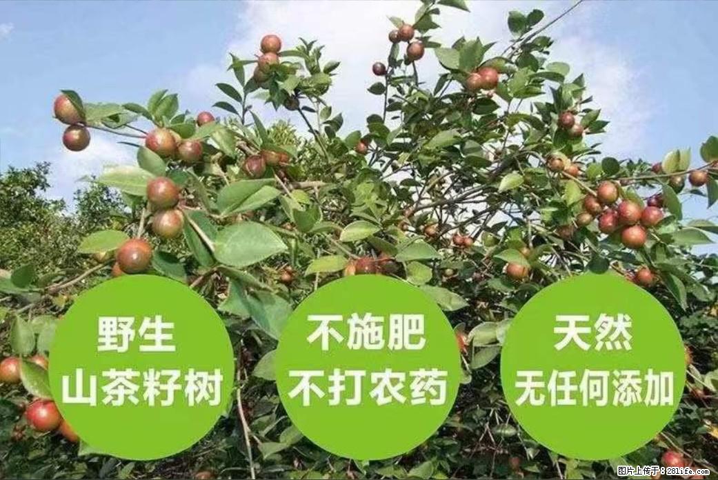 【灌阳县油茶产业示范区】一个有着充实的精神生活的人，对待身外之物自会有一种淡泊的态度 - 美食天地 - 呼和浩特生活社区 - 呼和浩特28生活网 hu.28life.net