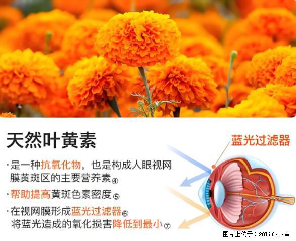 叶黄素有什么功效和作用 - 生活百科 - 呼和浩特生活社区 - 呼和浩特28生活网 hu.28life.net