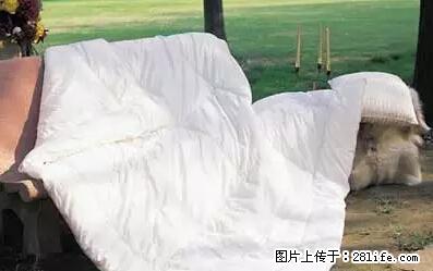 被子有异味？只要这样做，比晒太阳还强100倍！ - 家居生活 - 呼和浩特生活社区 - 呼和浩特28生活网 hu.28life.net