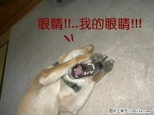 笑癫了！一女的怀孕三年未生，他终于忍不住了... - 娱乐八卦 - 呼和浩特生活社区 - 呼和浩特28生活网 hu.28life.net