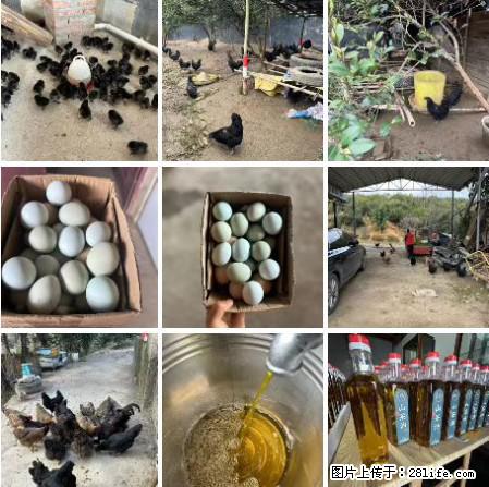 油茶园从小鸡仔开始养起的纯土鸡、土鸡蛋可以预定啦！还有前几天刚榨的纯山茶油哦 - 土特产 - 饮食特产 - 呼和浩特分类信息 - 呼和浩特28生活网 hu.28life.net