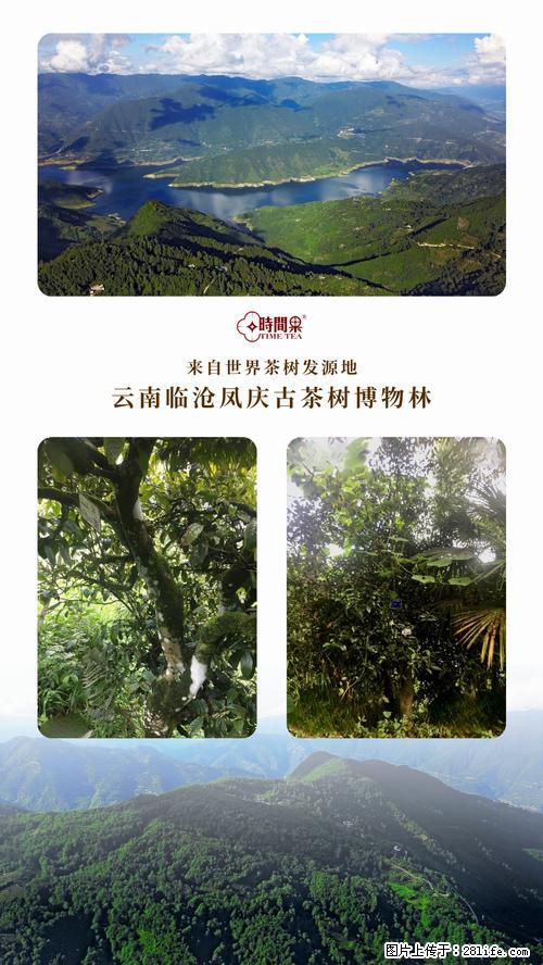 时间果百年古树2025年春红茶 - 购物交流 - 呼和浩特生活社区 - 呼和浩特28生活网 hu.28life.net