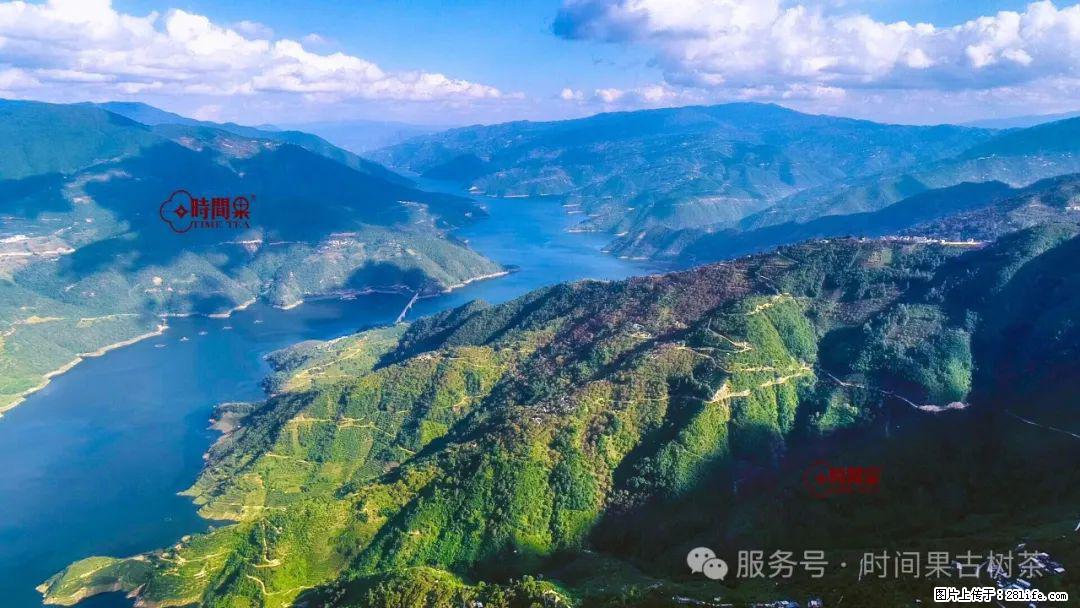时间果百年古树龙珠普洱生茶 - 购物交流 - 呼和浩特生活社区 - 呼和浩特28生活网 hu.28life.net