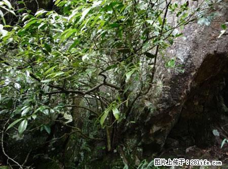 平乐石崖茶，珍贵仅次于金花茶 - 呼和浩特生活资讯 - 呼和浩特28生活网 hu.28life.net