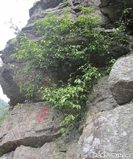 平乐石崖茶，珍贵仅次于金花茶 - 呼和浩特生活资讯 - 呼和浩特28生活网 hu.28life.net