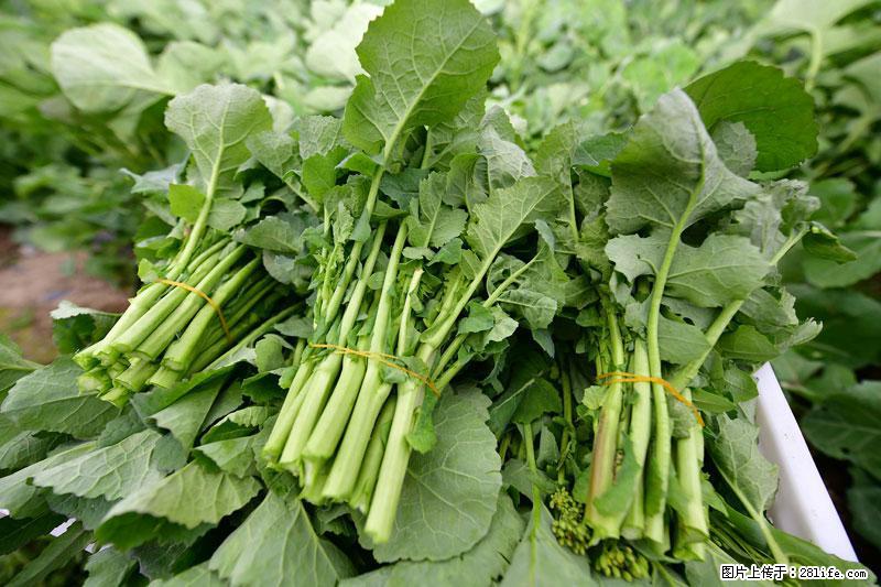 这些蔬菜是“天然钙片”，这6种被医生重点推荐 - 呼和浩特生活资讯 - 呼和浩特28生活网 hu.28life.net